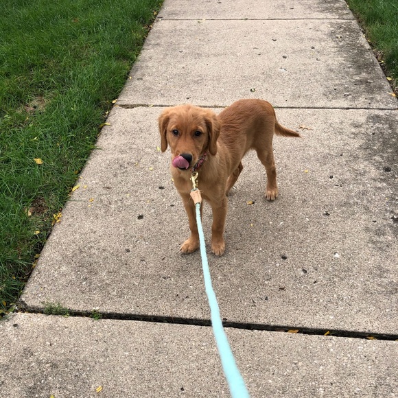 Meet your Posher, Mia - Picture 1 of 1